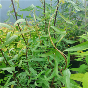 Salix Sepulcralis 'Darts Snake'